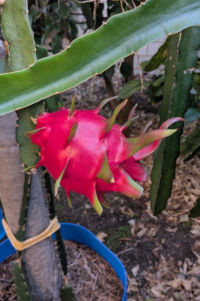 Ripening fruit